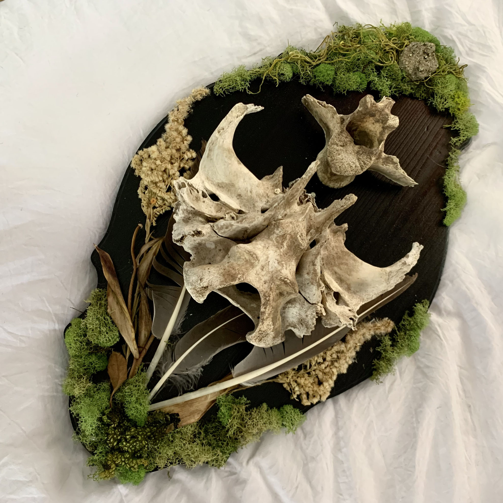  "Cow Vertebrae Adorned with Moss" by Olivia Glenn