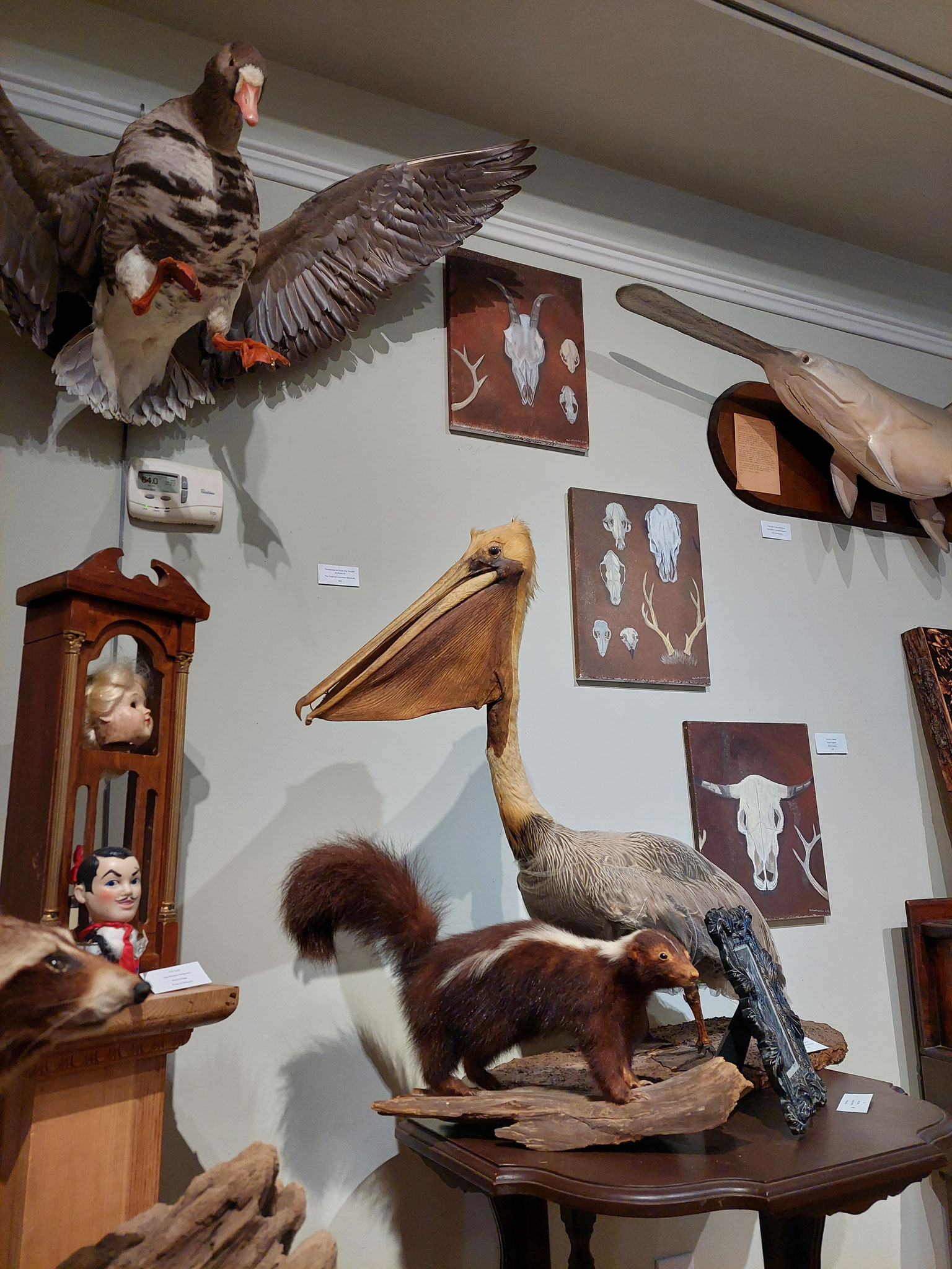 Artwork by Malcolm O'Brien, Taxidermy from Imperial Calcasieu Museum, Assemblage art by Lisa Reuben Ferguson