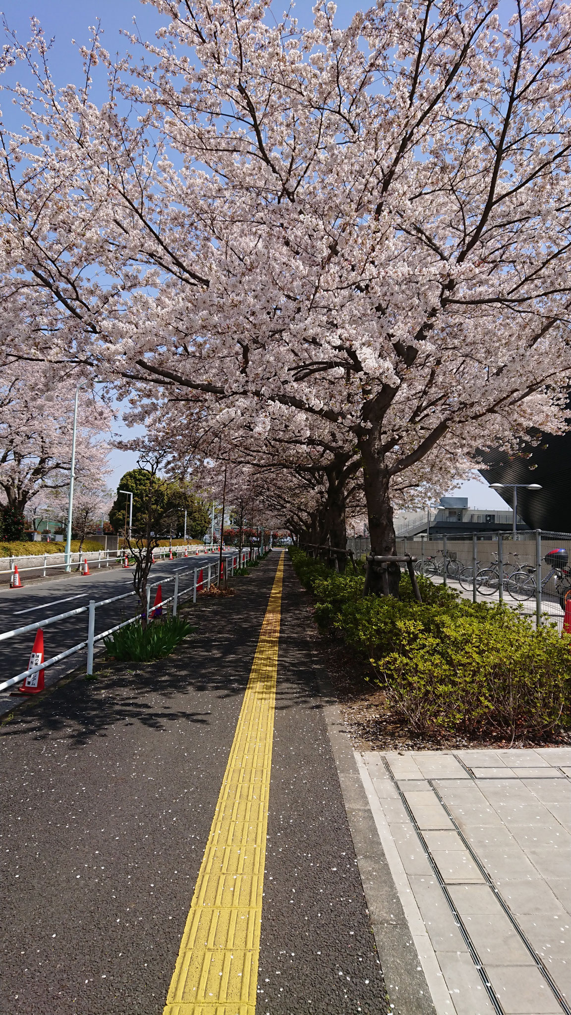 武蔵野の森総合スポーツプラザの桜2