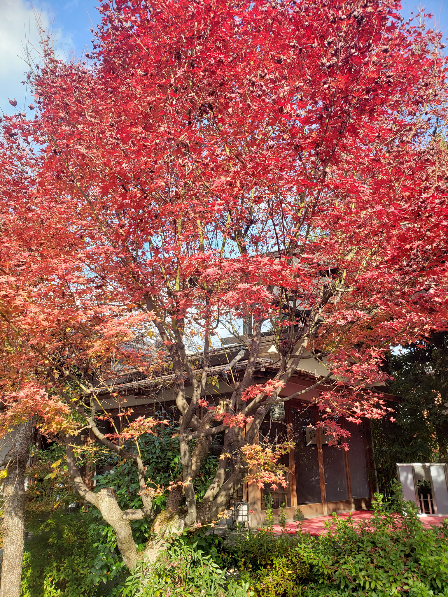 どこかの紅葉