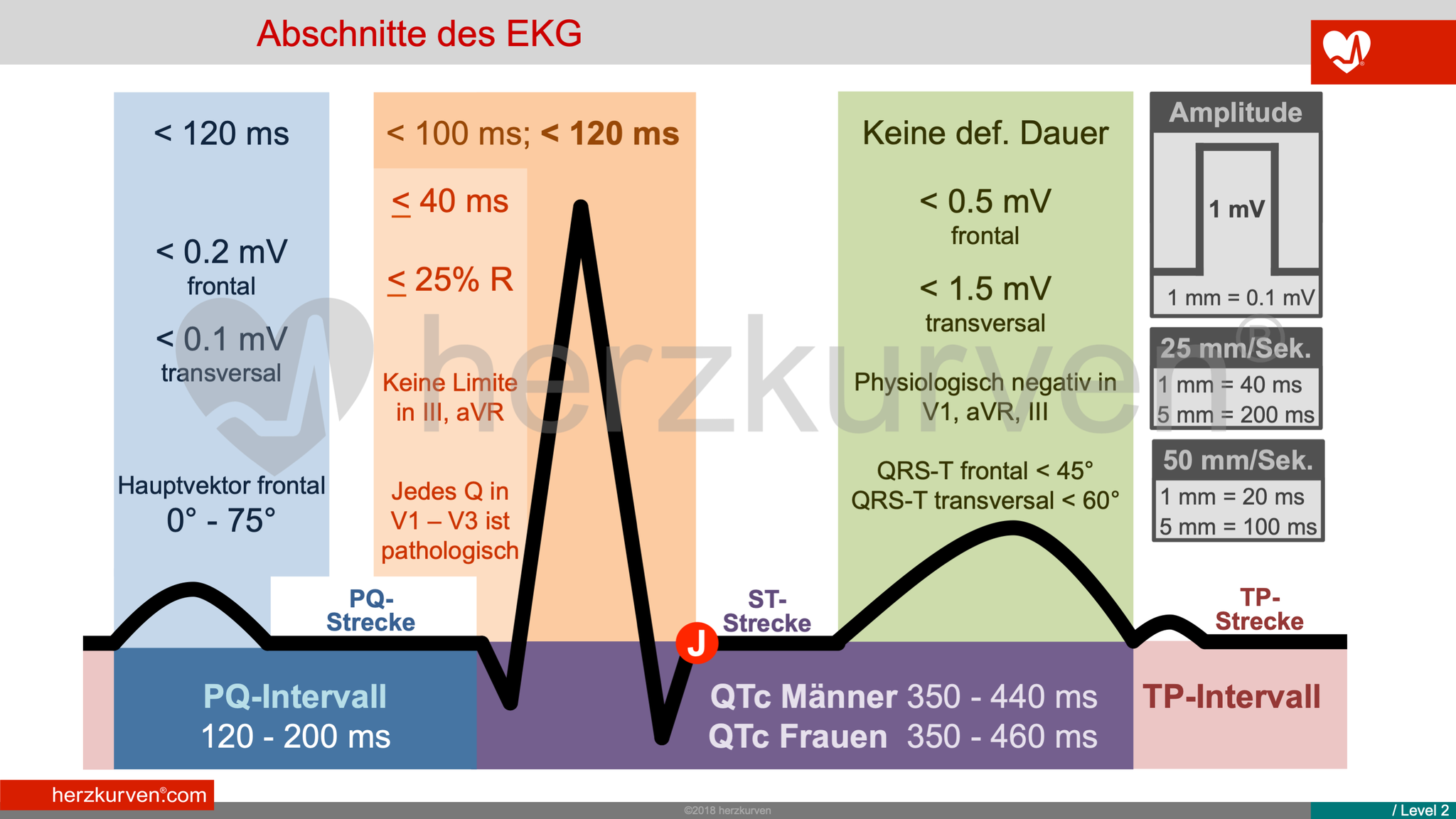 QT-Zeit - herzkurven