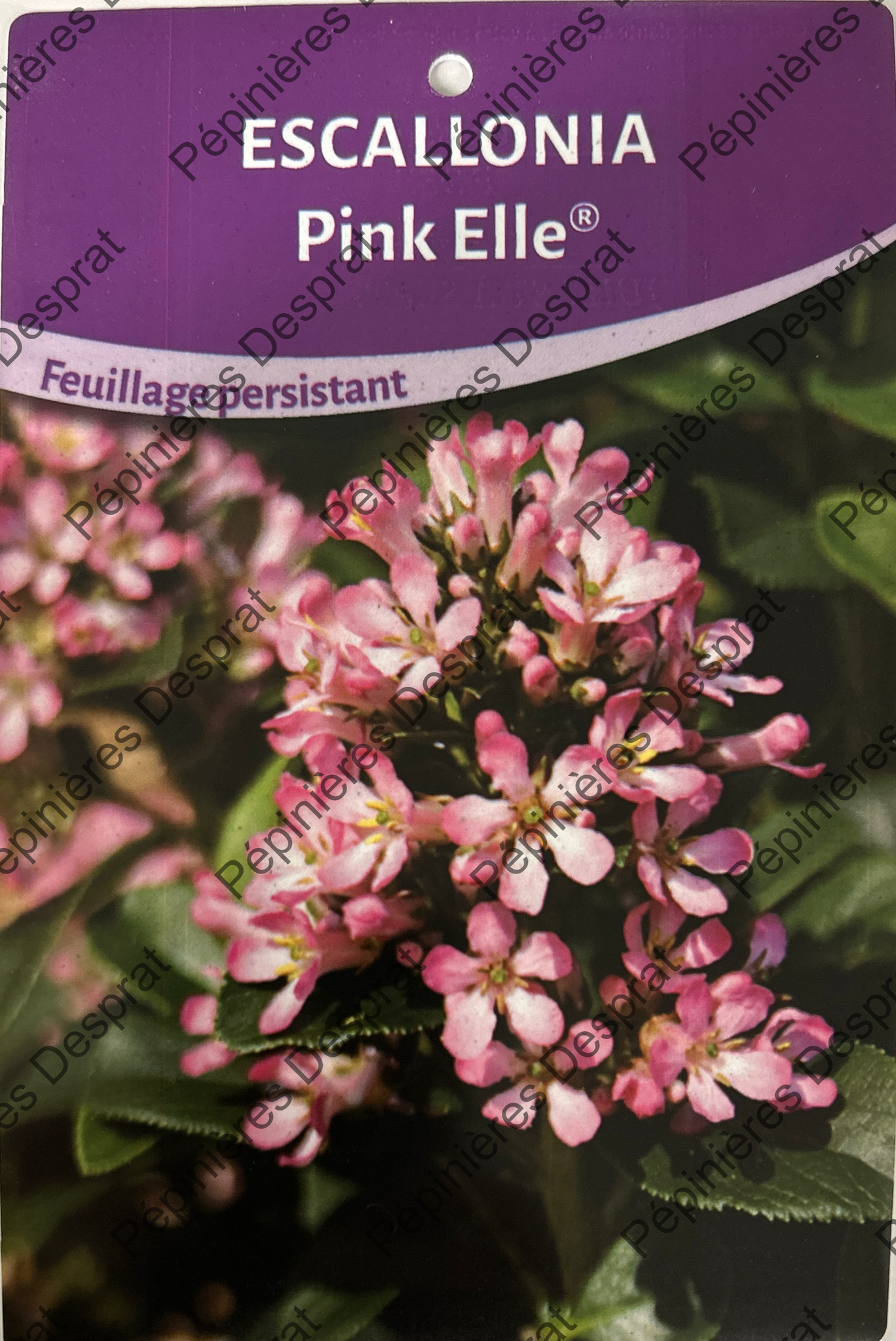 Escallonia Pink Elle