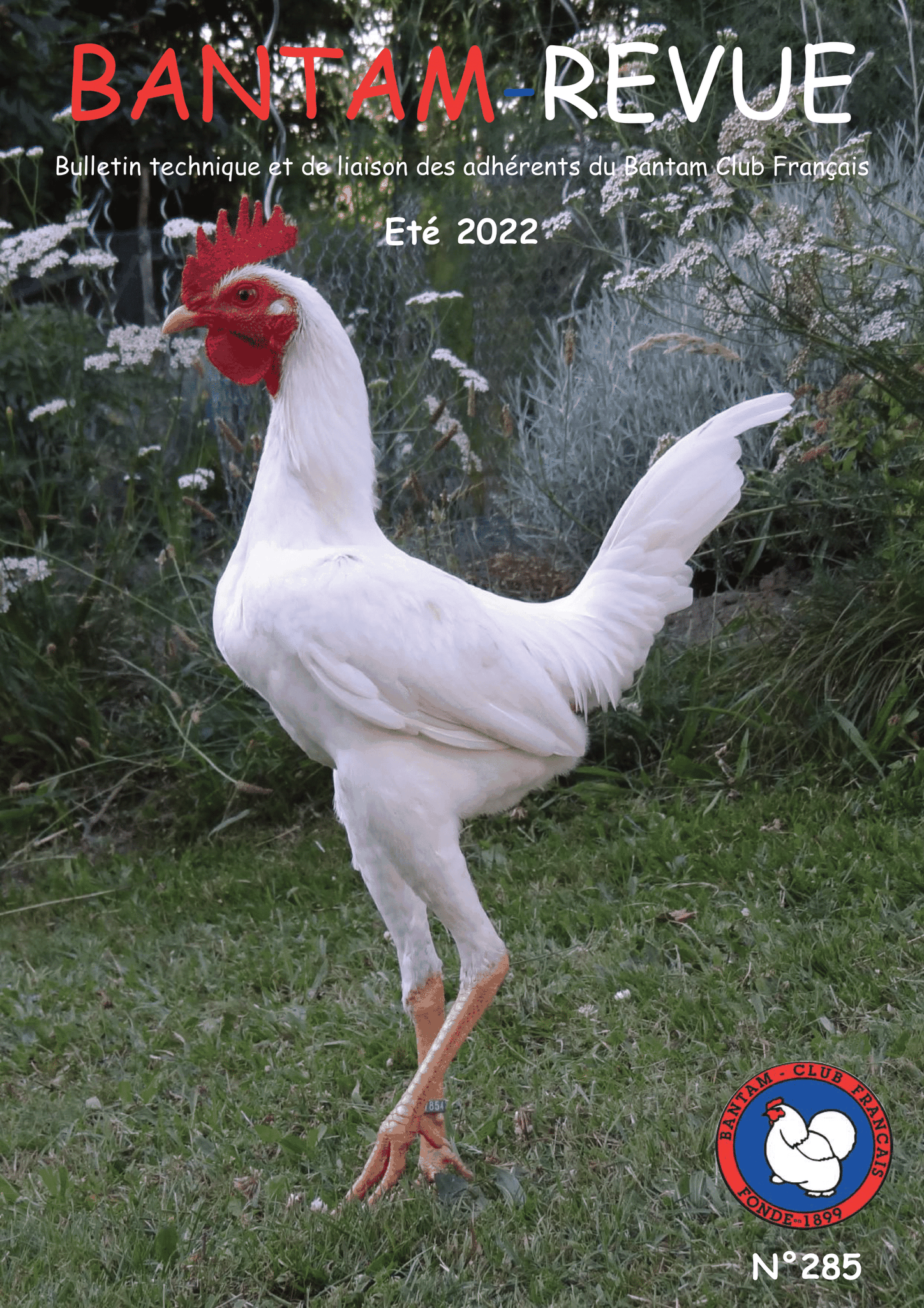 Sommaire : Boutique du Bantam Club Français / La couvaison naturelle / Le bec de nos volailles / Rétrospective d’élevage sur la Cou Nu naine / Questions de génétique / La transmission du caractère froment dans ses variantes argentée et dorée 