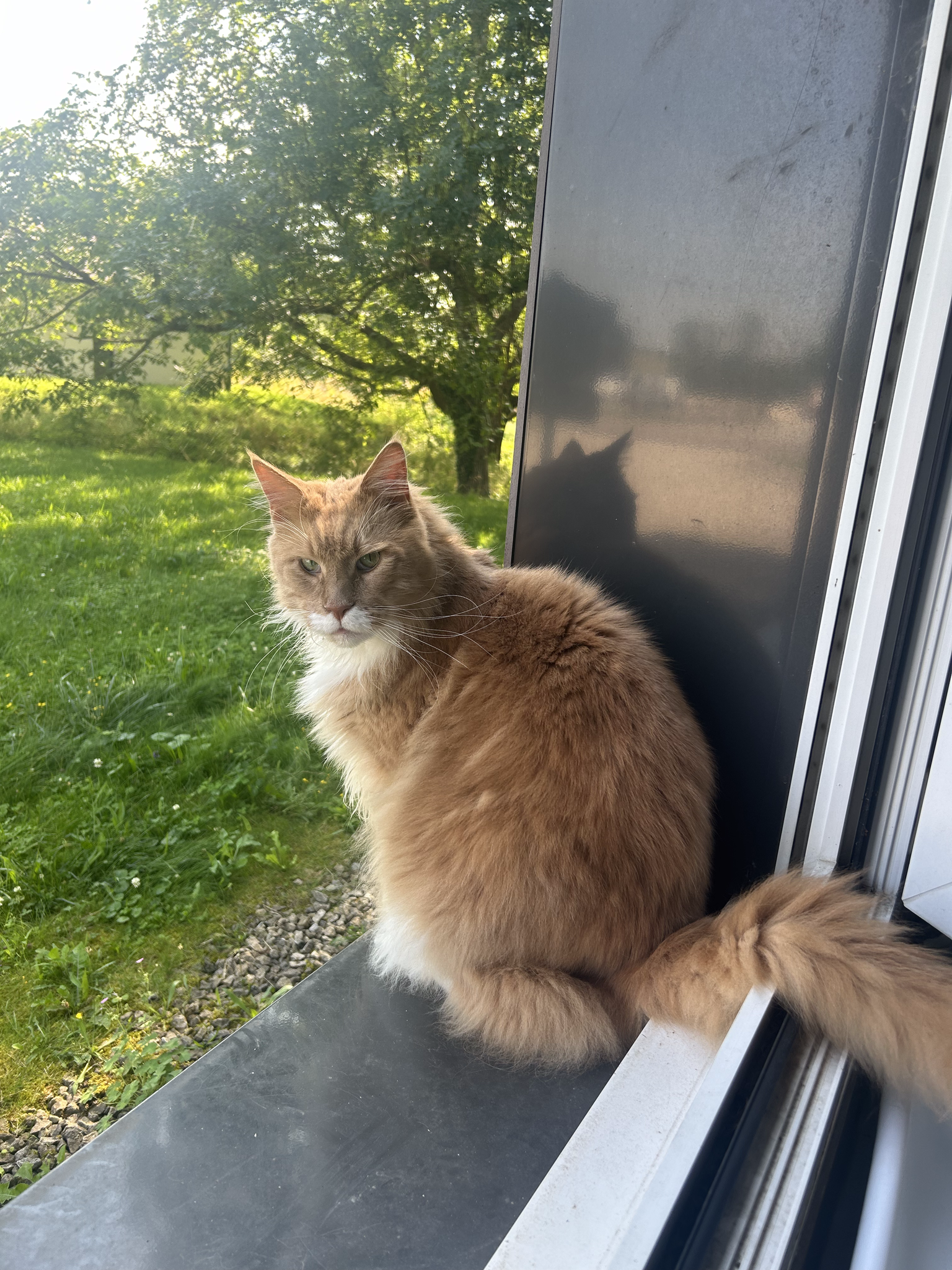 Nashoba - Mascotte