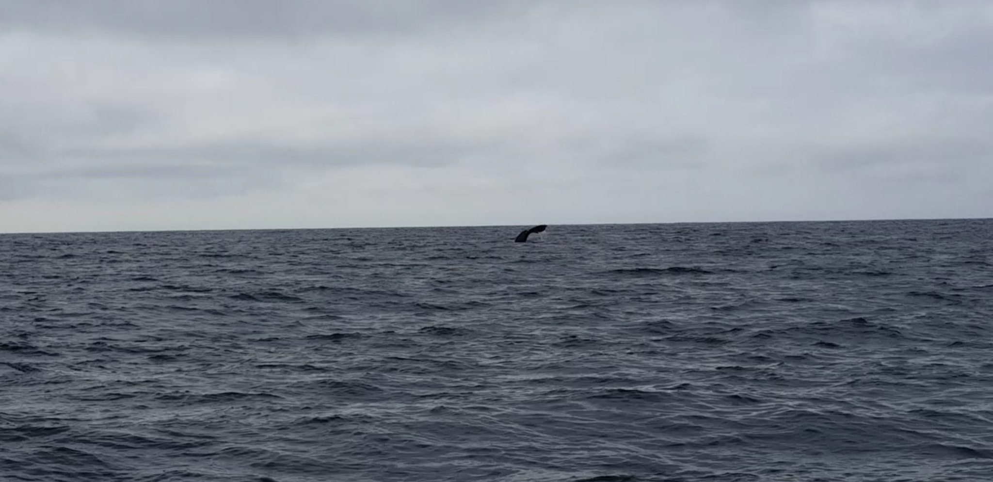 Ein Grauwal kurz vor seinem nächsten Tauchgang