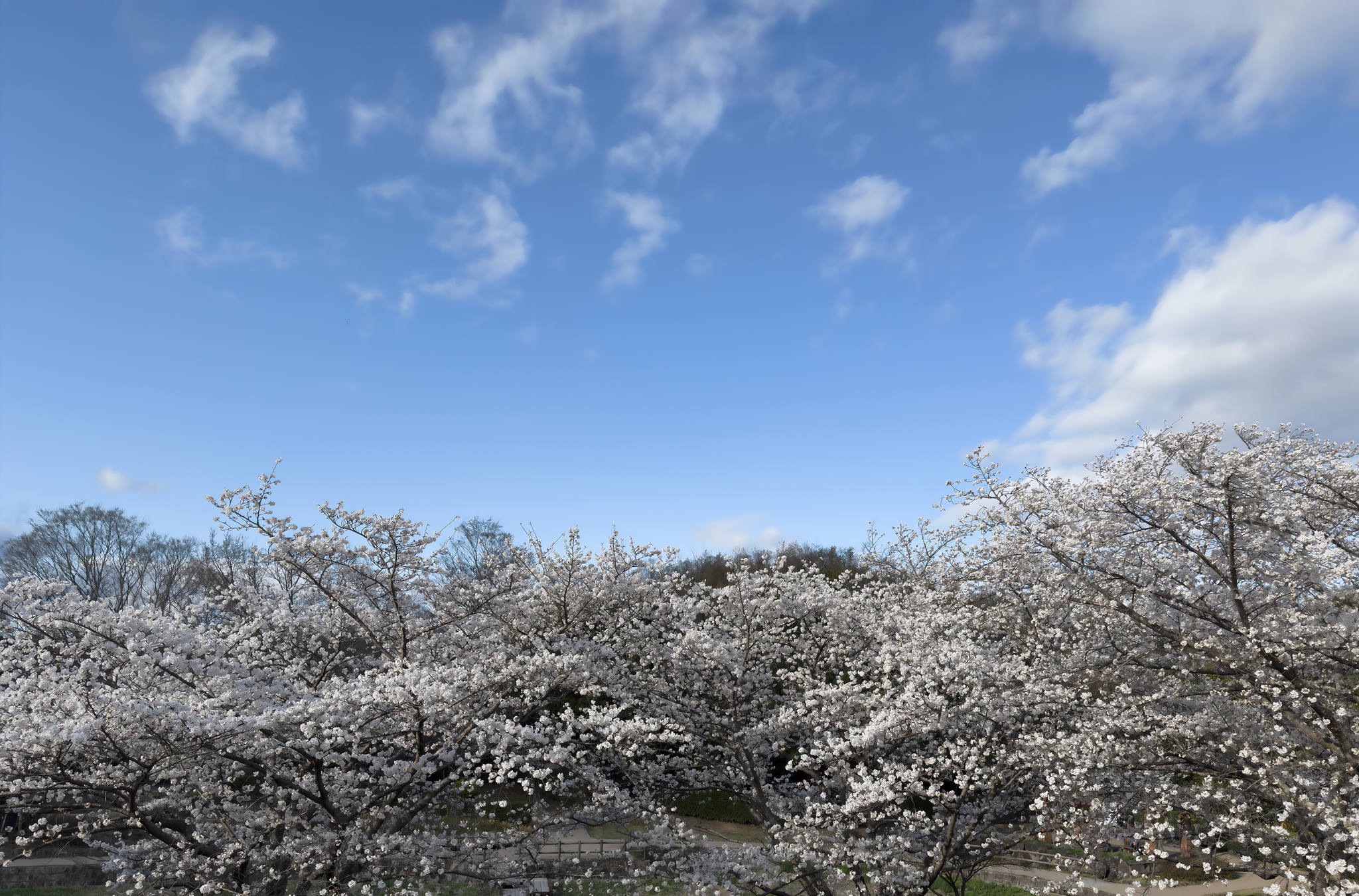 h13　桜と空４枚