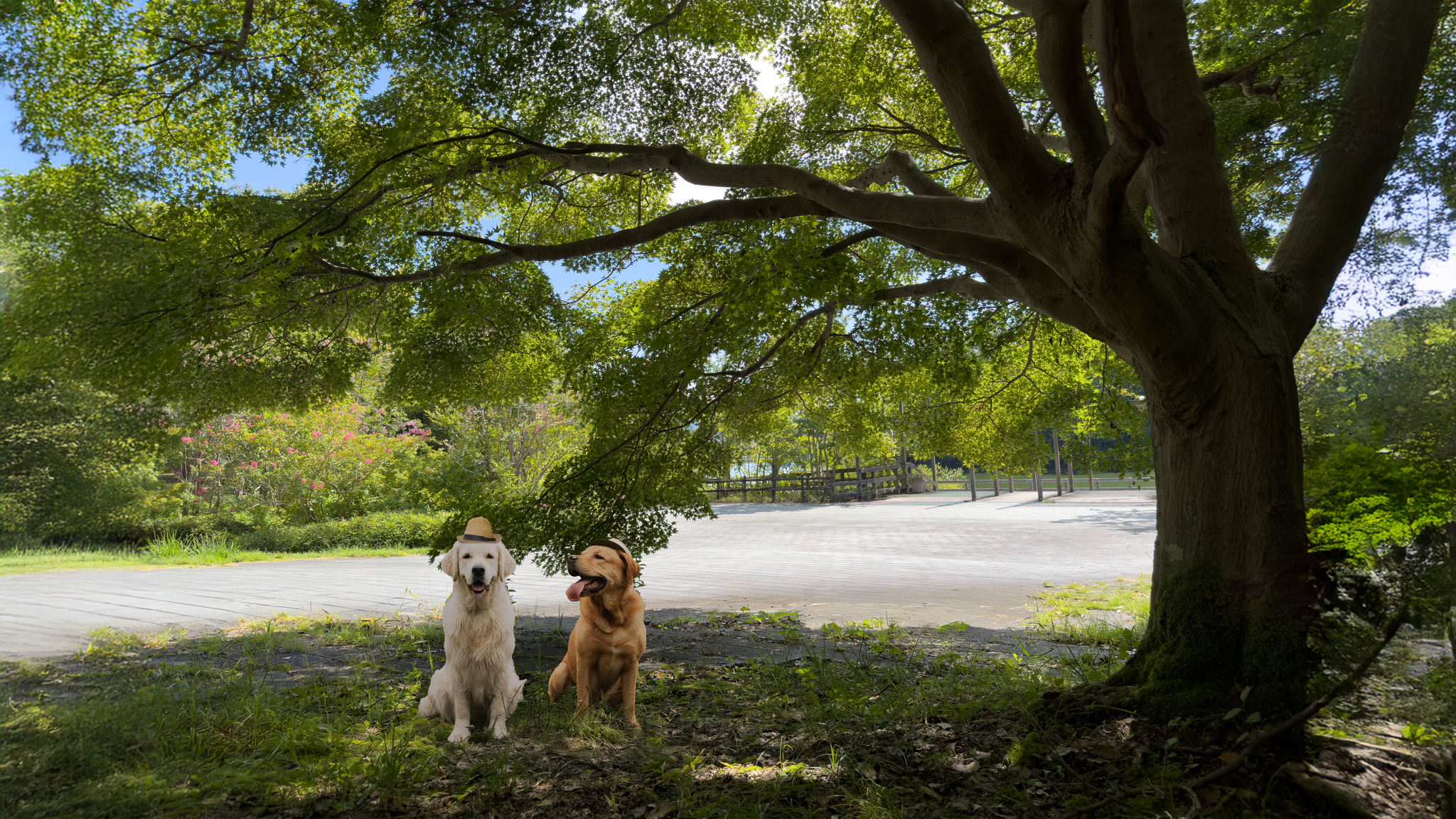 m3公園と犬5枚