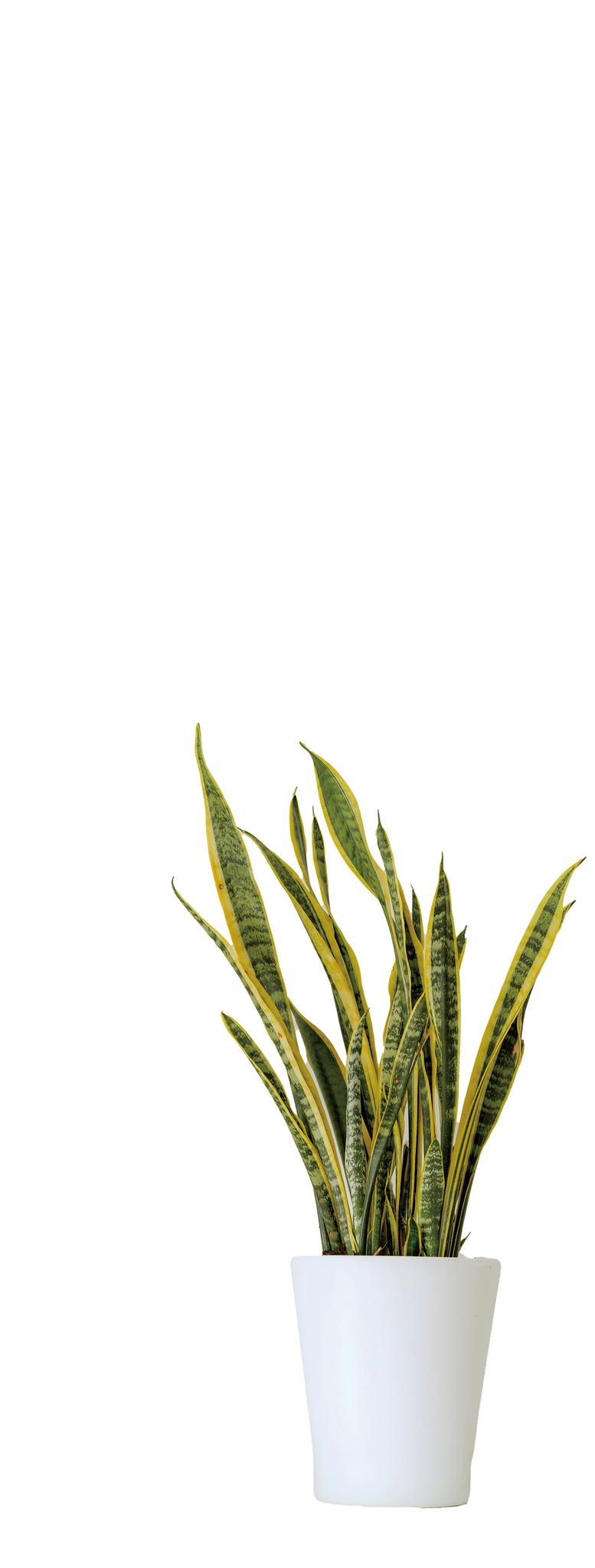 w2　観葉植物１枚