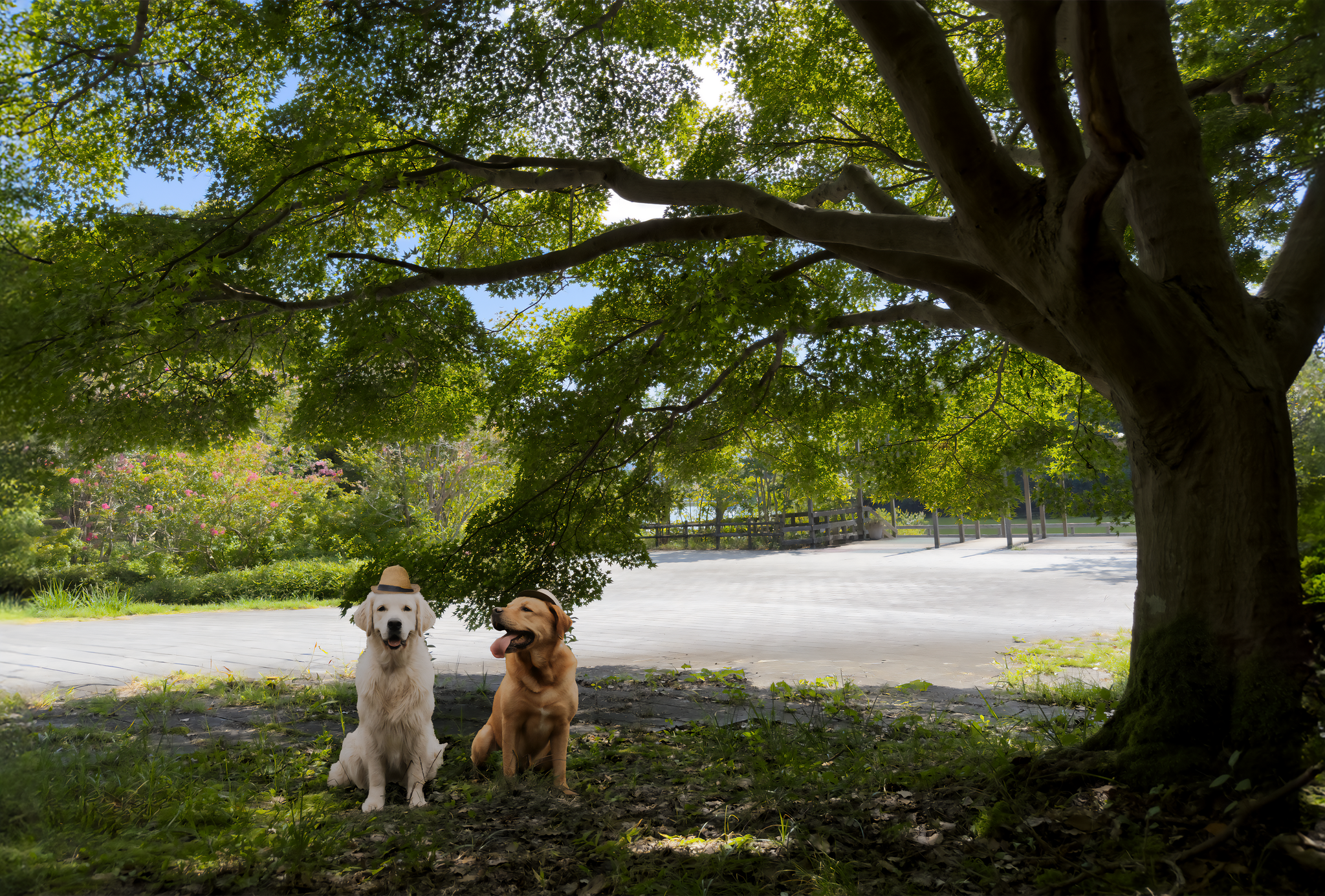 h2 公園と犬4枚