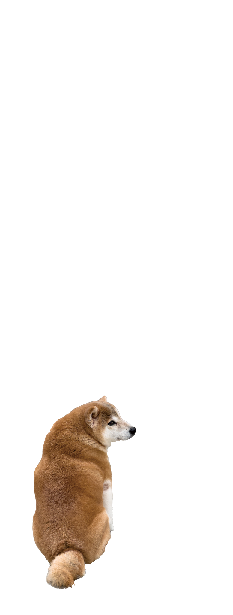 w1 柴犬１枚