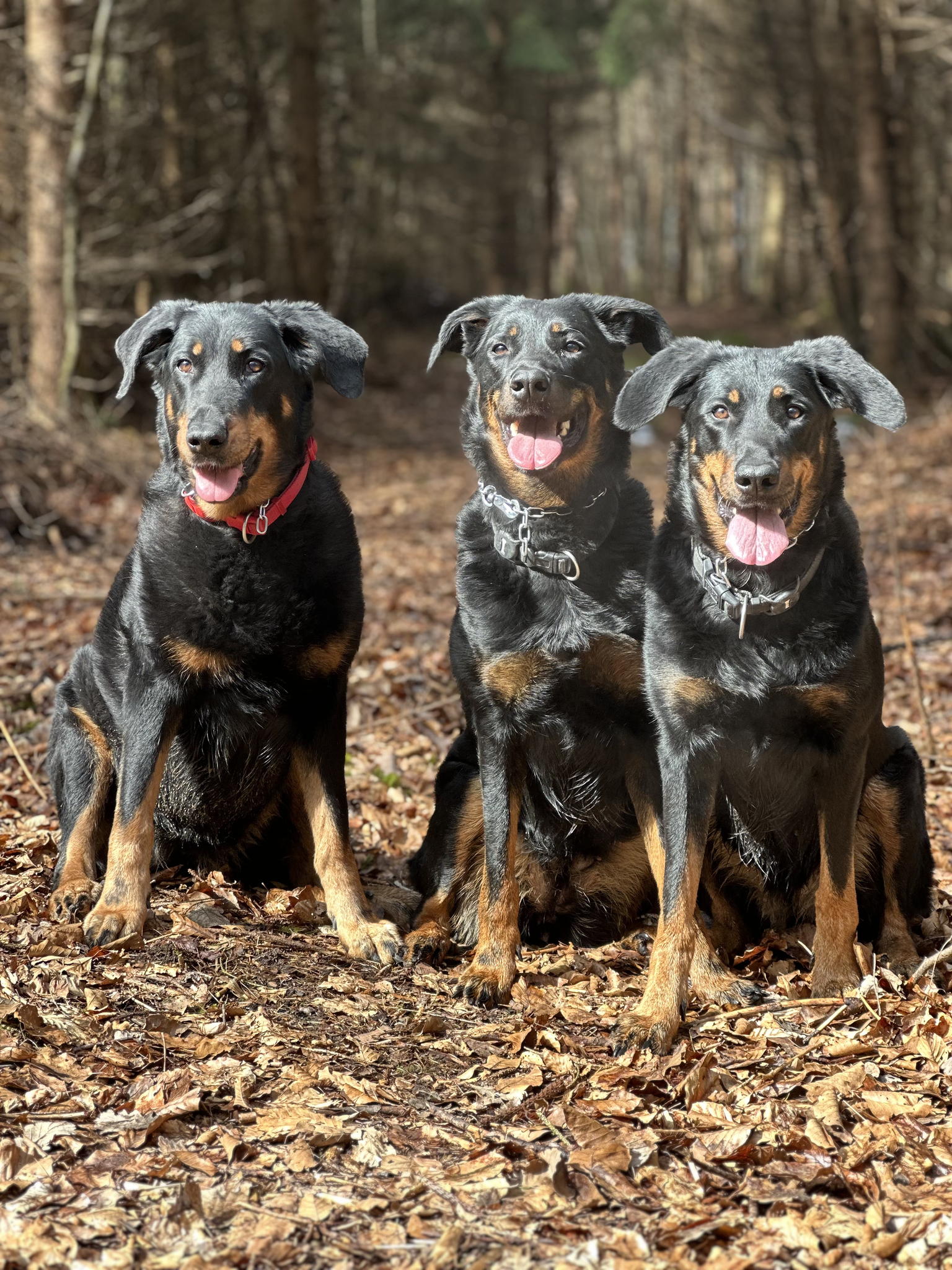 Neva, Candy, Aveline