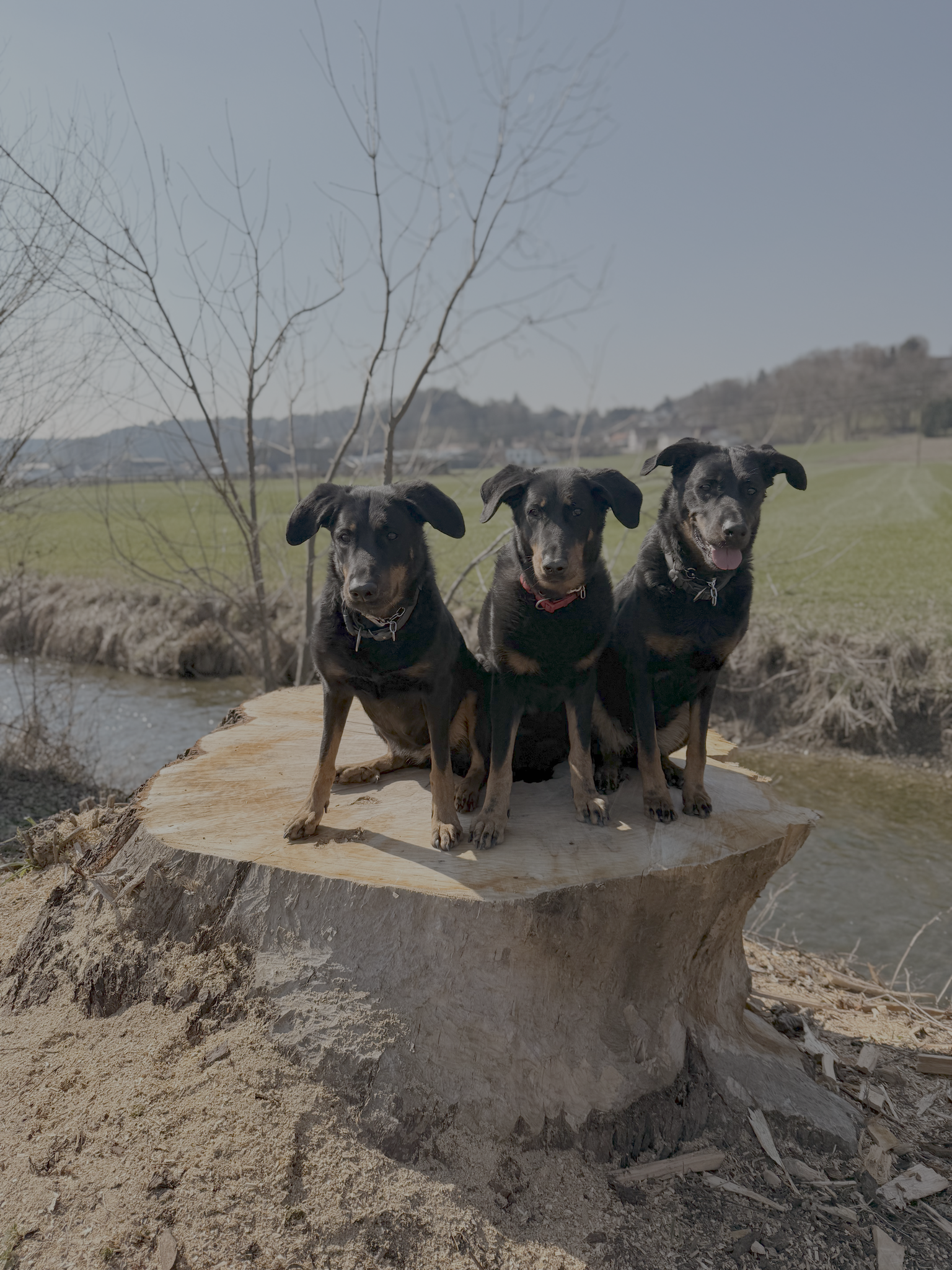 Aveline, Neva, Candy