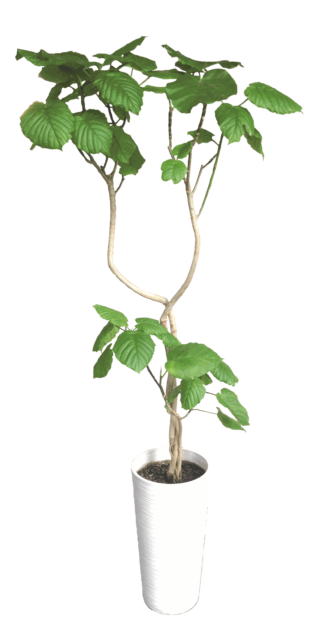 オシャレな観葉植物の代表格、フィカス・ウンベラータ