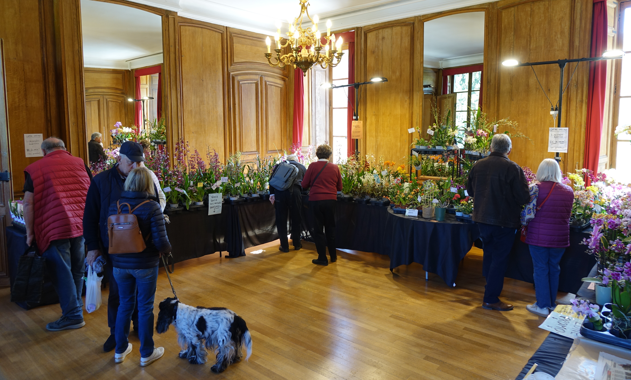 Comme d'habitude, un large choix d'orchidées s'offre au public à l'intérieur du Château. 