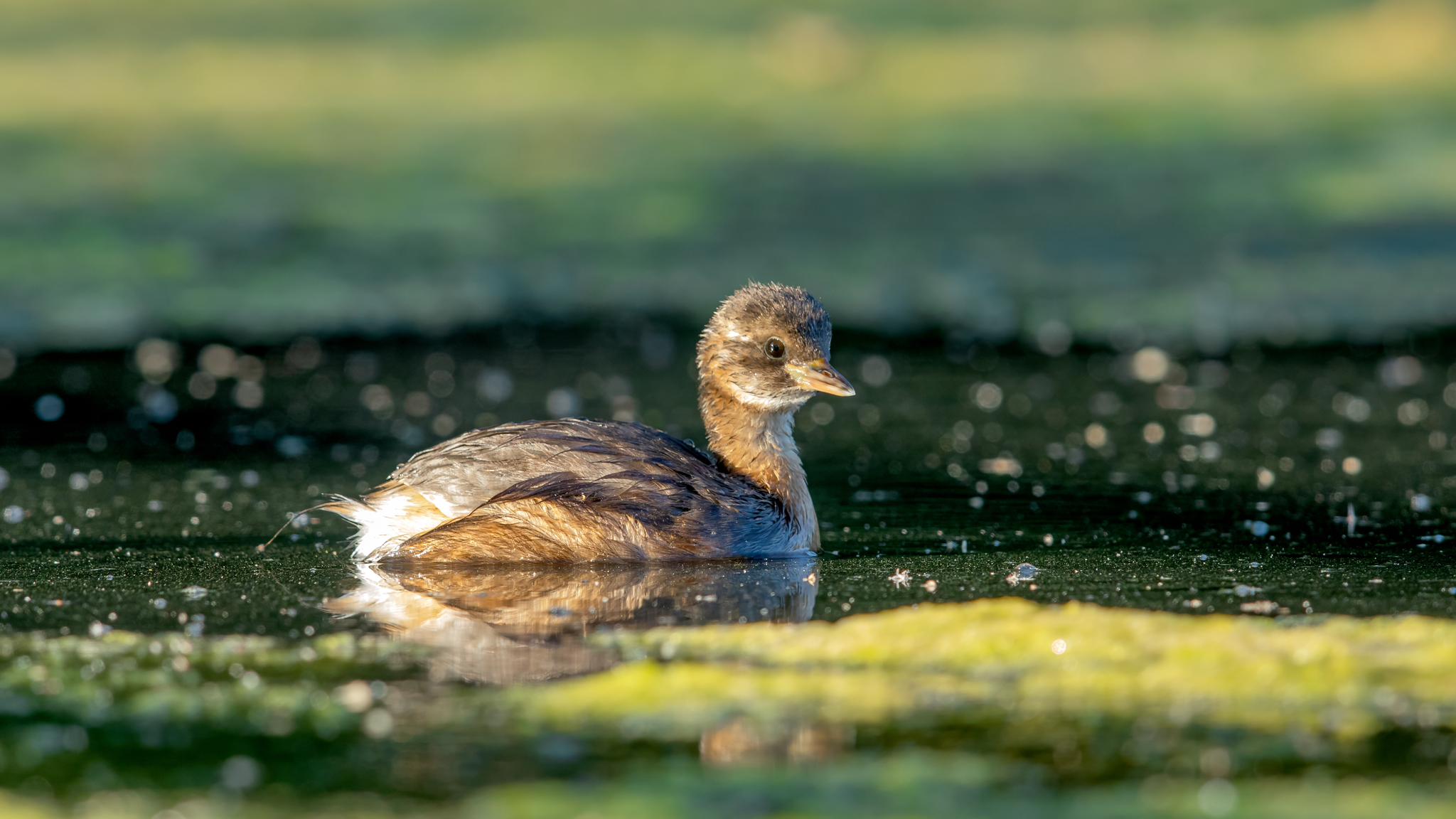 Zwergtaucher Foto: Ansgar Forster