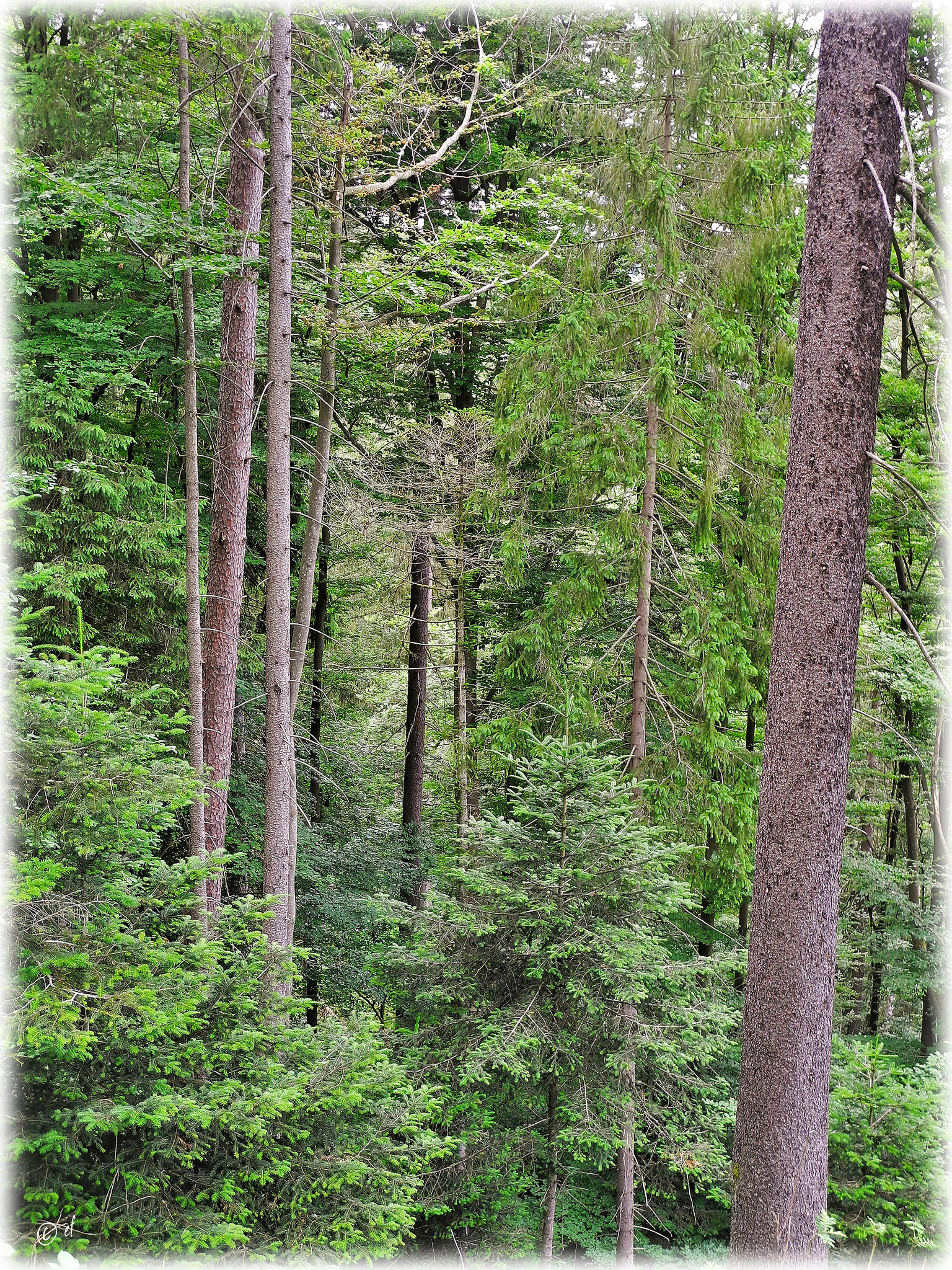 Mitten im Wald