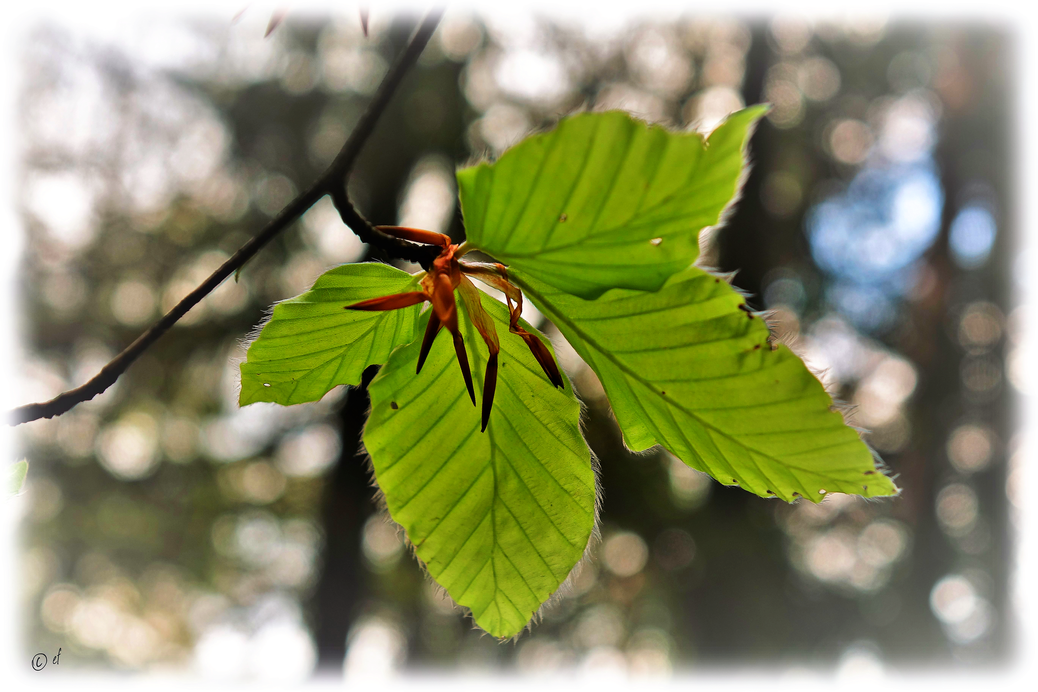 ... der neuen Buchenblattgeneration