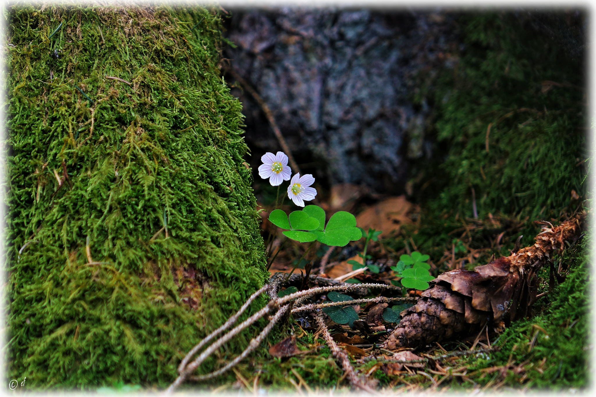 ... oder versteckt in Wurzelhöhlen bildet der Waldklee weiße kleine Kleckse auf dem Waldboden