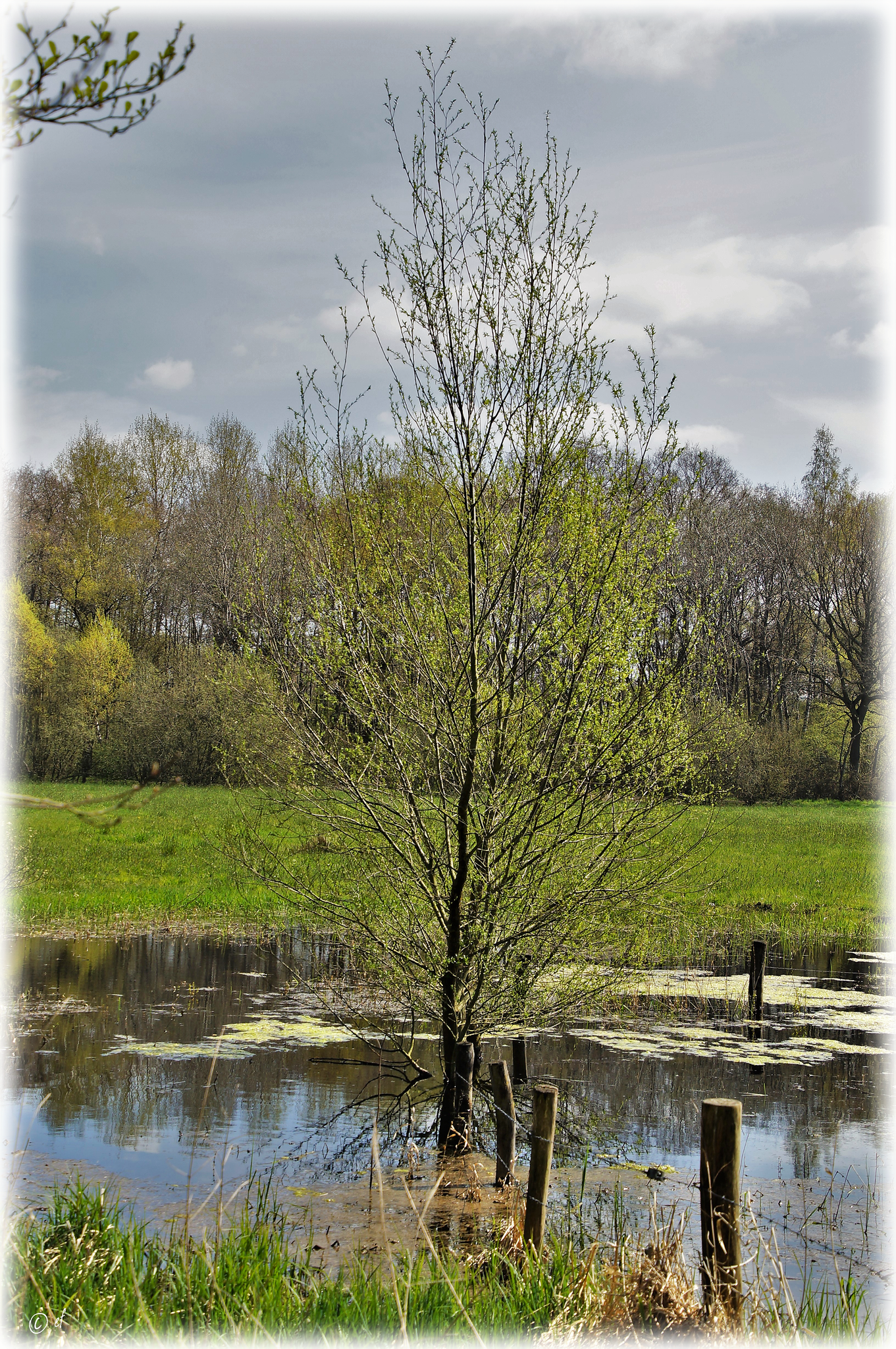 Der überflutete Baum