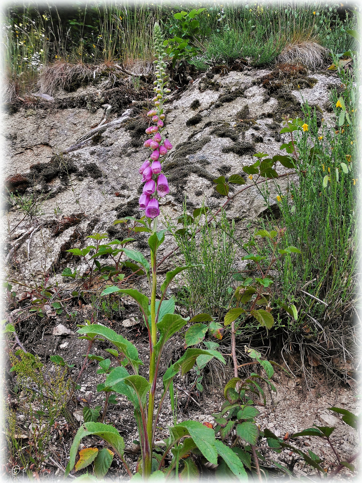 ... wächst der Fingerhut (Digitalis)