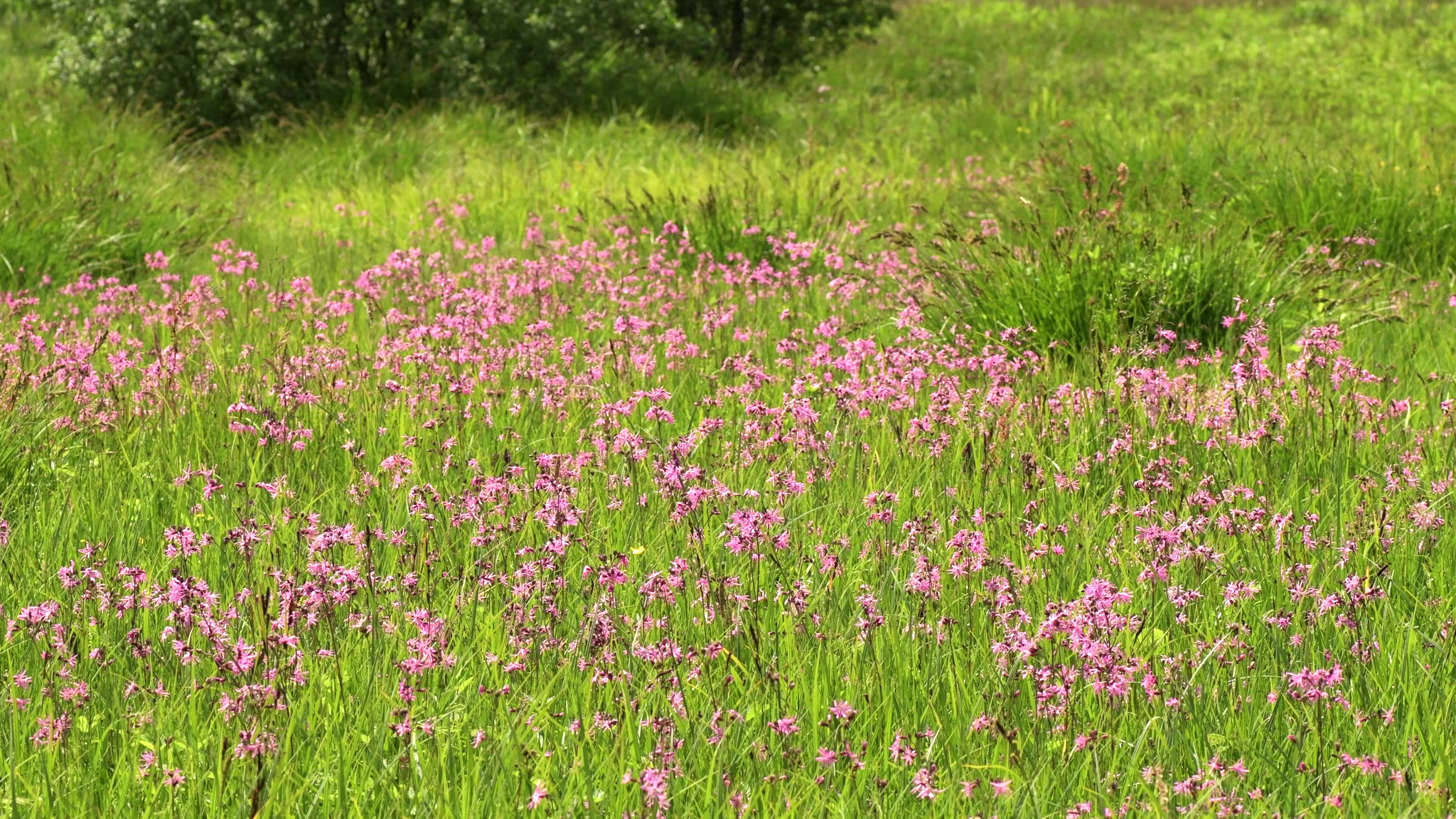 Feuchtwies im Eidertal: Frühsommerblüte der Kuckucks-Lichtnelke