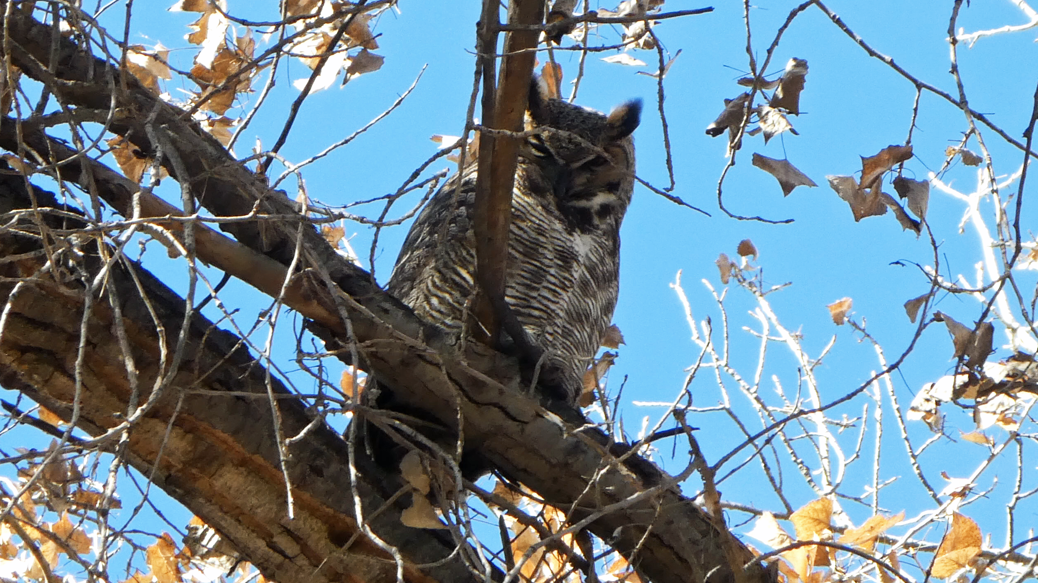 Rio Grande Bosque, Corrales, January 2019