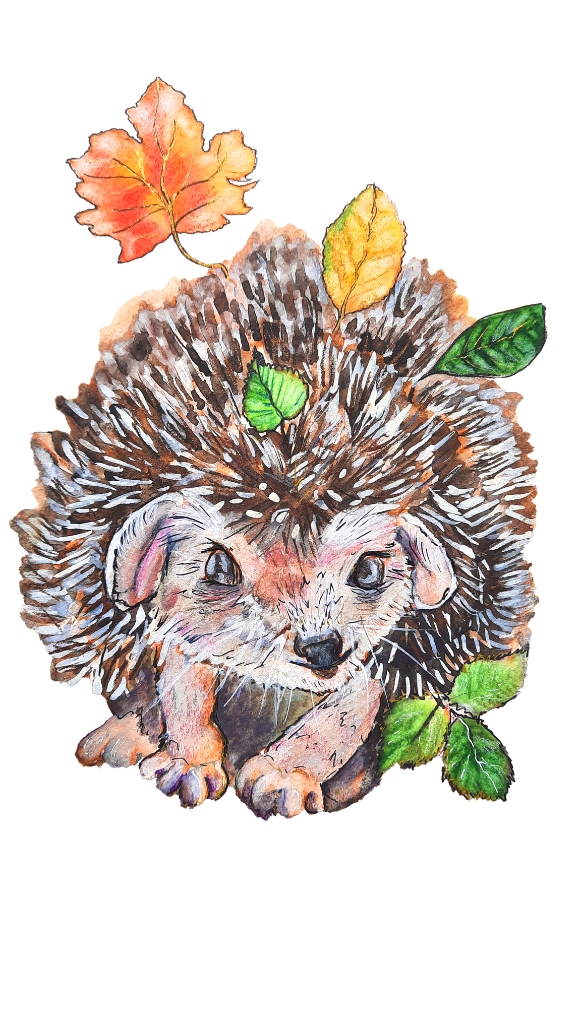 © Jasmin Schön; Igel im Herbst; 2021