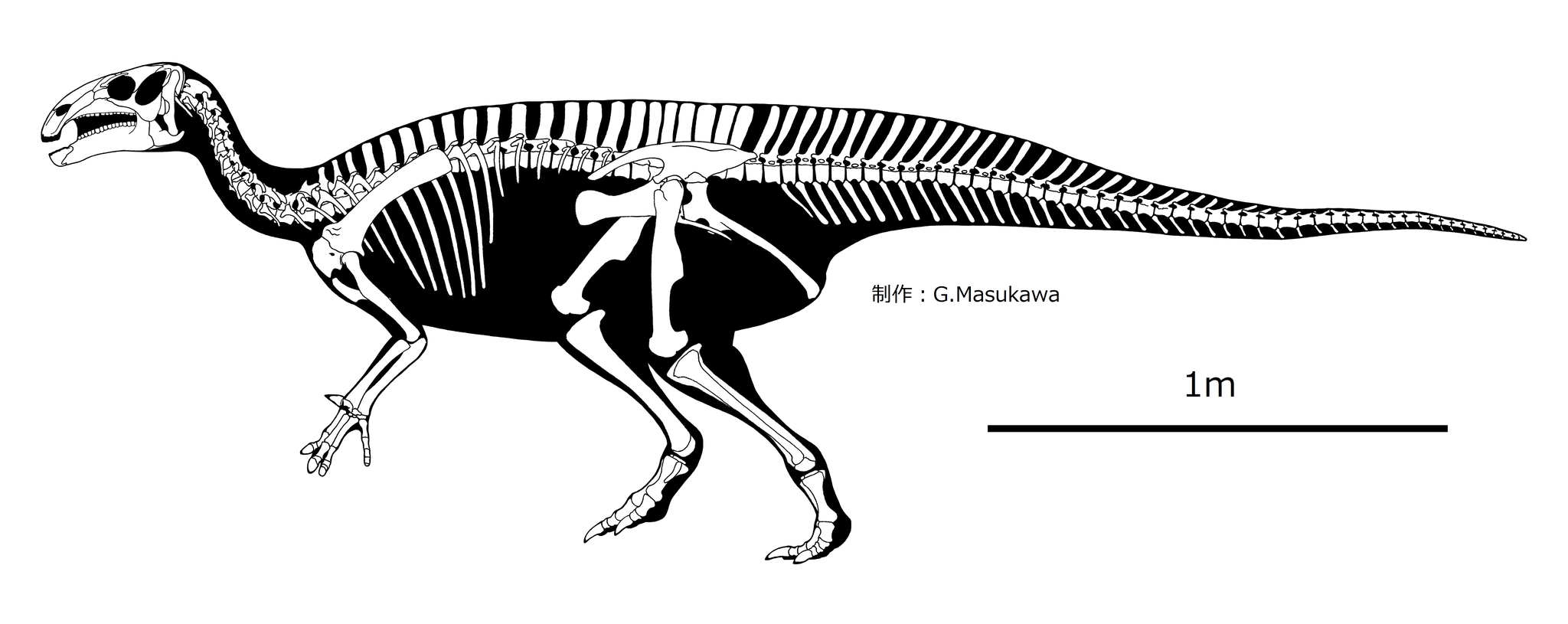 コシサウルスの骨格図
