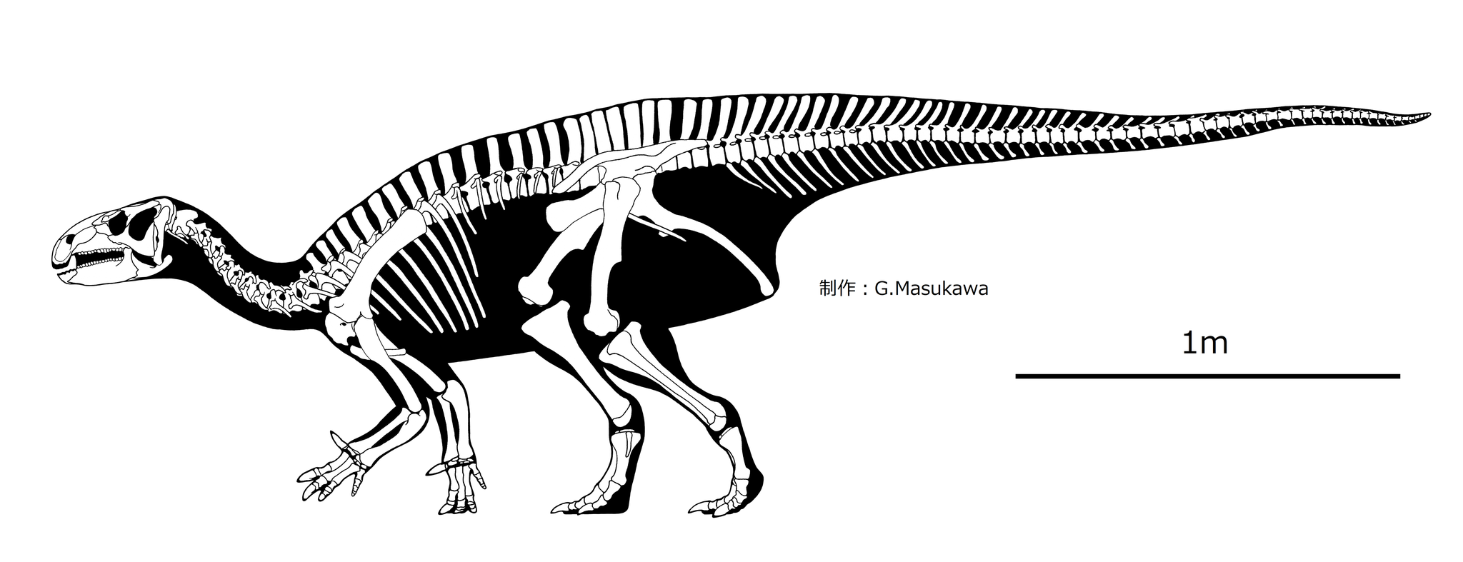 フクイサウルスの骨格図