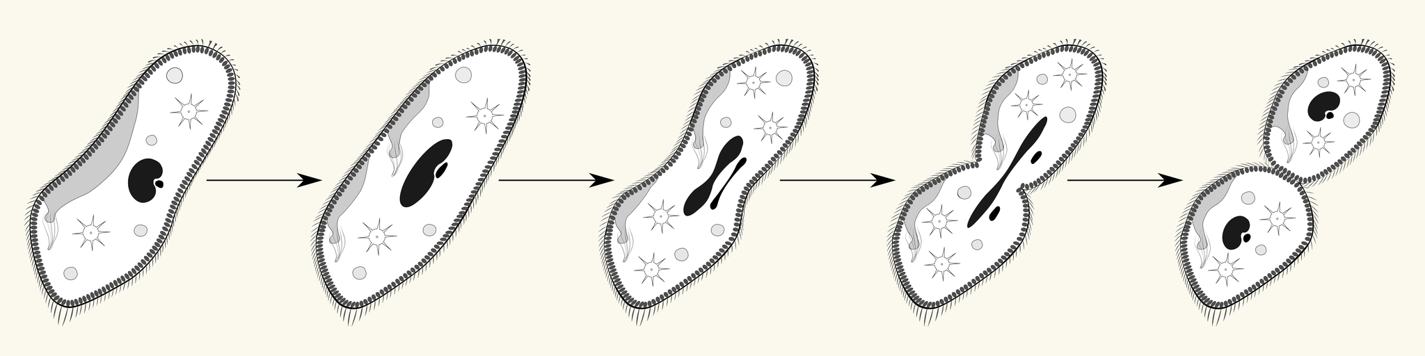 Wissenschaftliche Illustration - Ungeschlechtliche Fortpflanzung - Querteilung - Paramecium - Pantoffeltierchen - Naturwissenschaft - Biologie