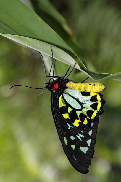 cairns-birdwings-butterfly