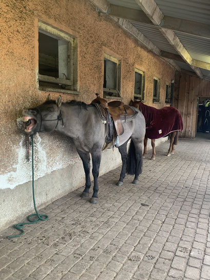 Nach der Decksaison 2024 haben wir Flambo zum Rindertraining auf die Malo Ranch in Brandenburg geschickt.