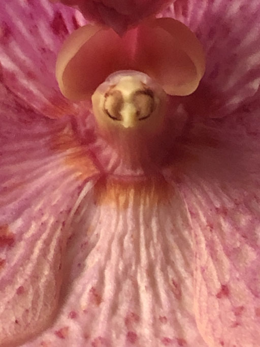 Orchideengeist V