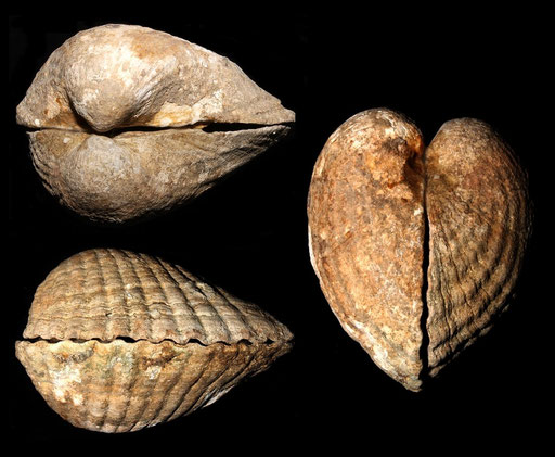 Cerastoderma glacuum, Macchia della Turchina