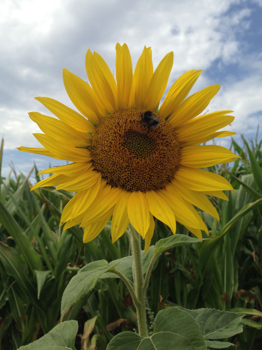 Gewöhnliche Sonnenblume