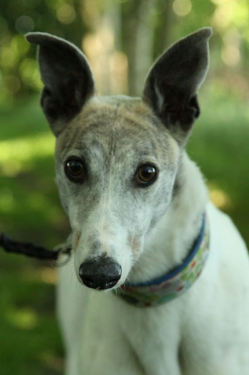 Windhunde Vermittlung Windhunde Vermittlung