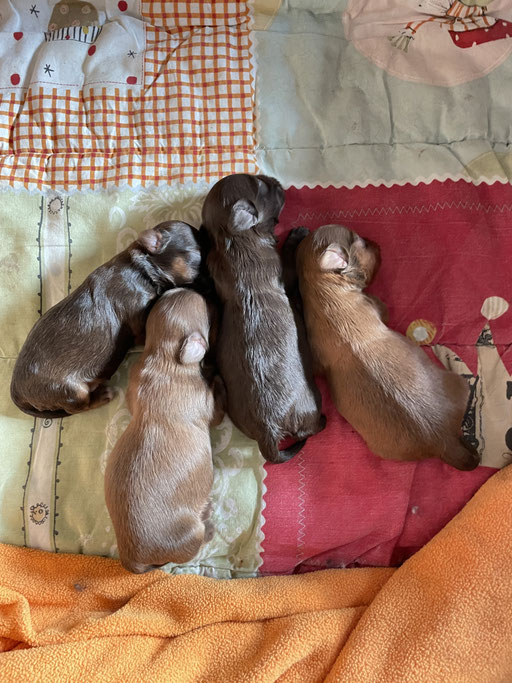 ... Geschwister unter sich ... 1W