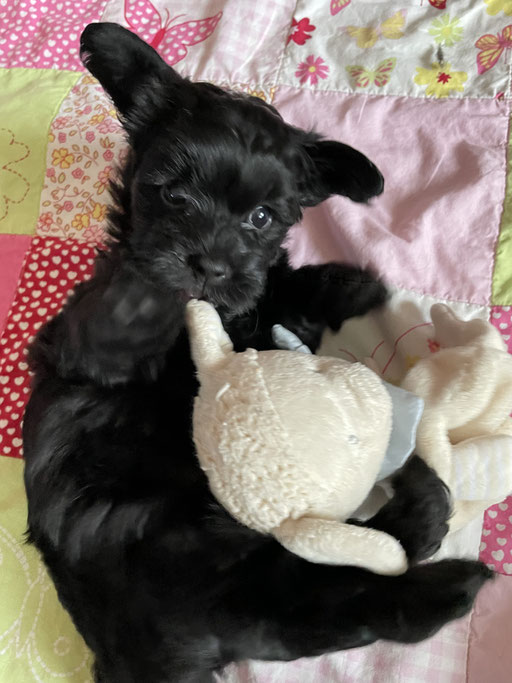 ... kämpfe gerade mit dem Schaf ... 6W