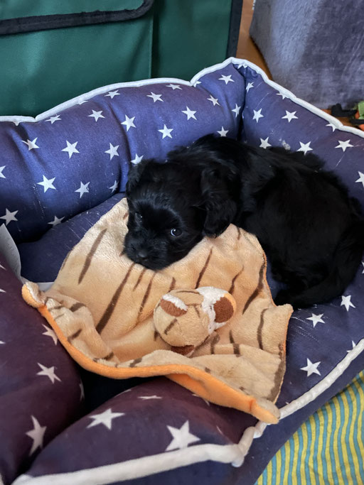 ... einfach kuscheln ... 5W