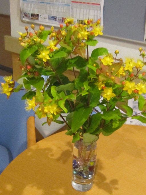 ピペリカムの花