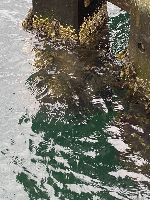 green water
