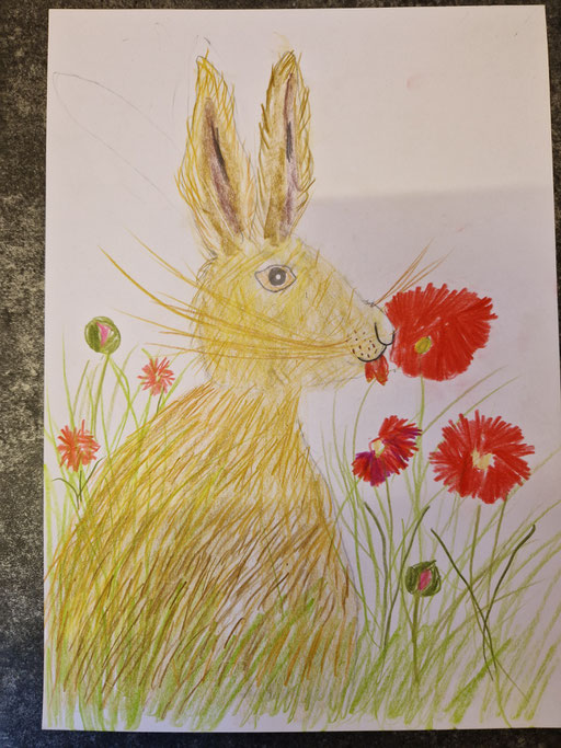 Hase