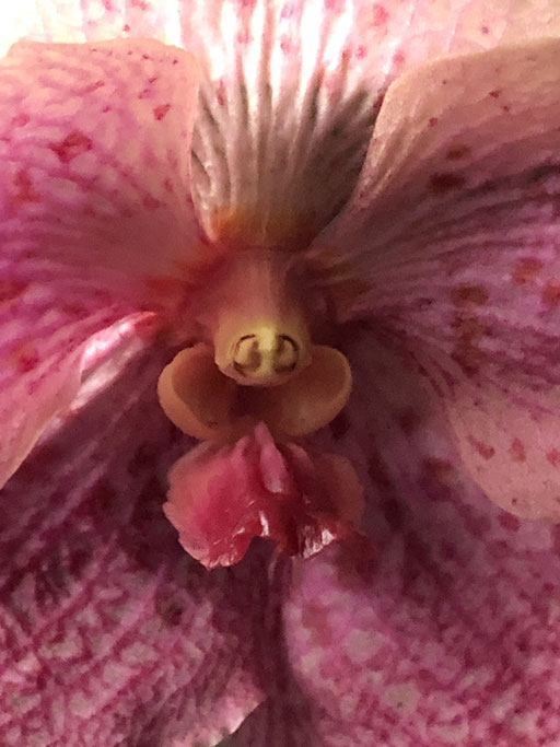 Orchideengeist VIII