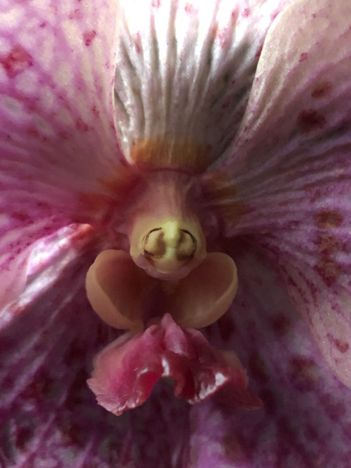 Orchideengeist VI