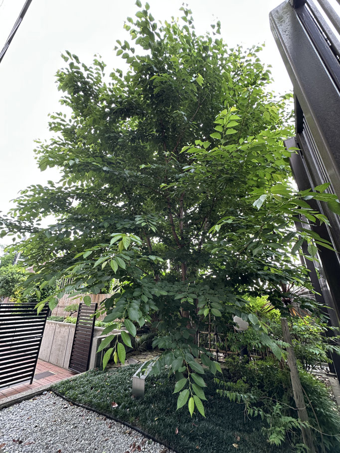 自然匠剪定Ⓡ前