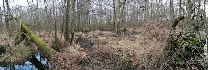 Adderbroek en Golfbroek met omgevallen boom
