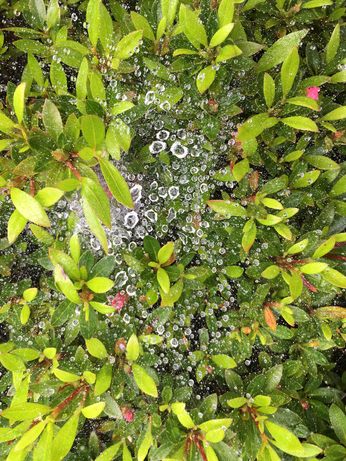 雨上がりのクモの巣、キレイ