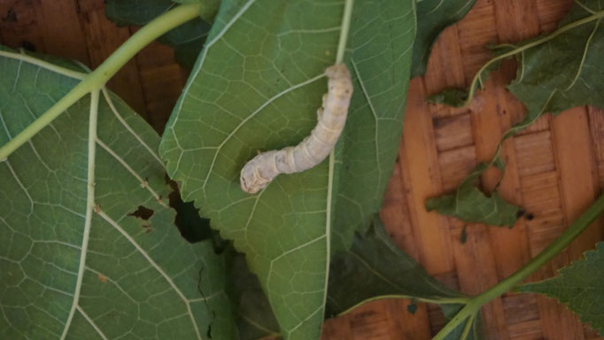 Mit dieser Größe werden sie in die Reisigbüsche gesetzt