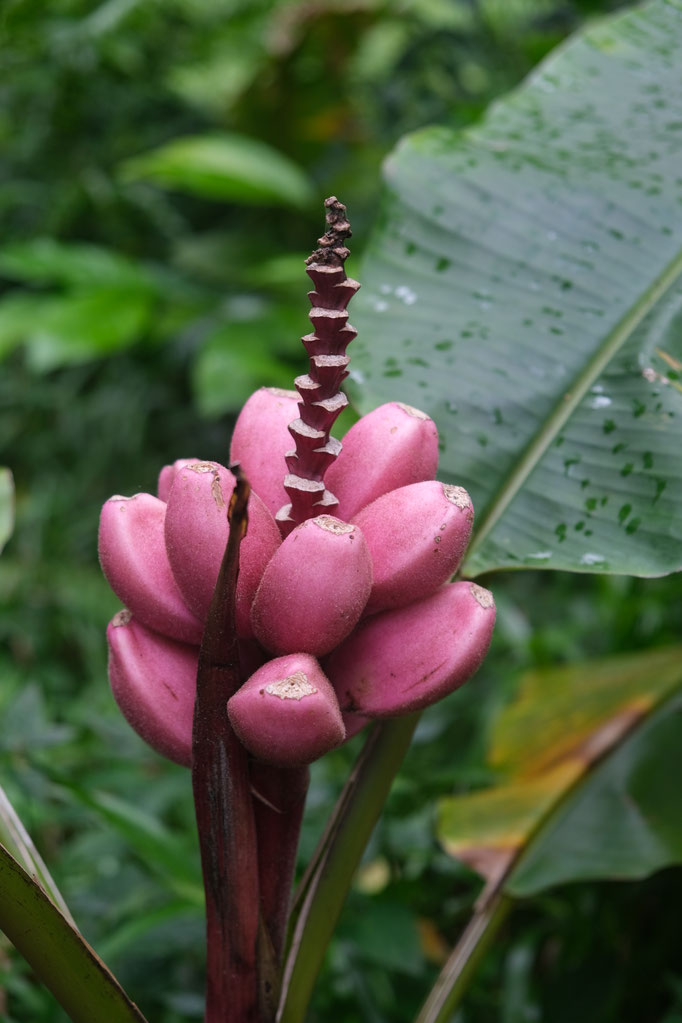 Bananier au Jardin des Parfums et des Epices à Saint-Philippe, La Réunion