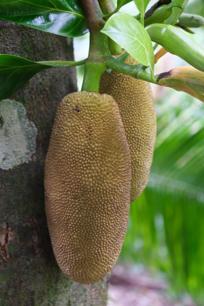Jaquier au Jardin des Parfums et des Epices à Saint-Philippe, La Réunion